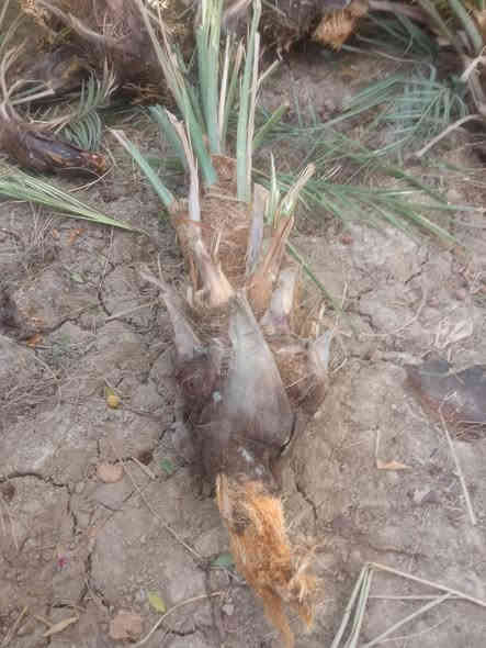 سلام عليكم 
لعشاق النخيل يتوفر فسائل نخيل خستاوي درجة اولى واحجام مختلفة سعر القطعة 15الف بي مجال واذا قطعتين ويوجد توصيل
***********
