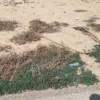 المدحتيه ارض الزكندري • ٢٧٣م • طابو زراعي