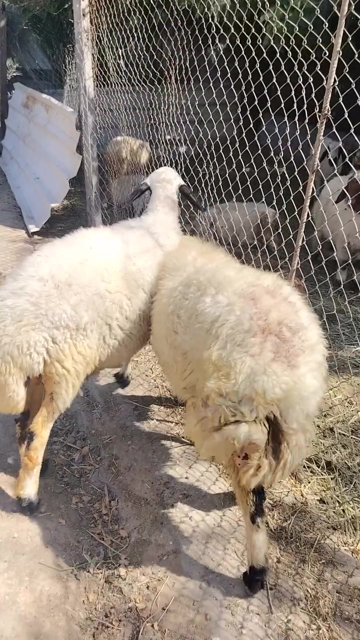 للبيع وراجين خط اول هيج نوادر بعد ماكو وين عشاق هيج نوادر نعاج حانيات أكثر من شهرين  مكانهن الانبار الحبانيه كولكم ***********
