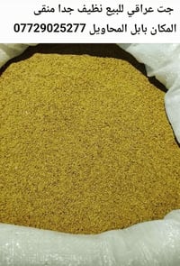 جت عراقي • نظيف جدا • بابل المحاويل