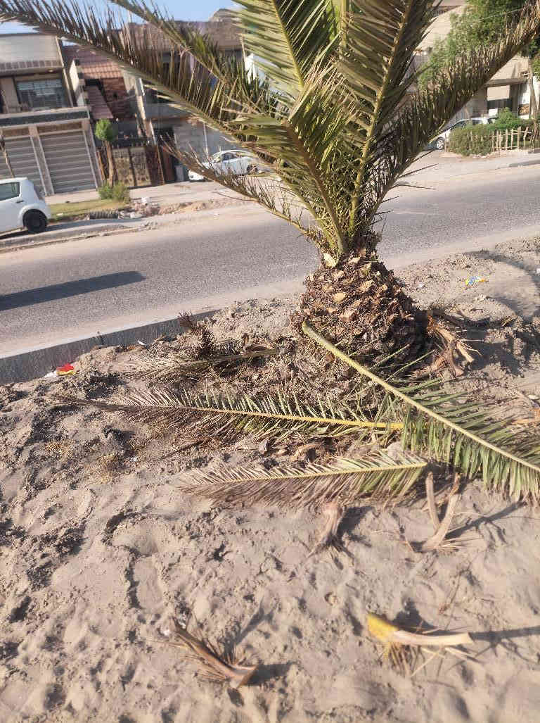 السلام عليكم مستعدون التكريب النخيل وقص التمر وقطع الشجار والنخيل التوصل واتساب او تصال***********
