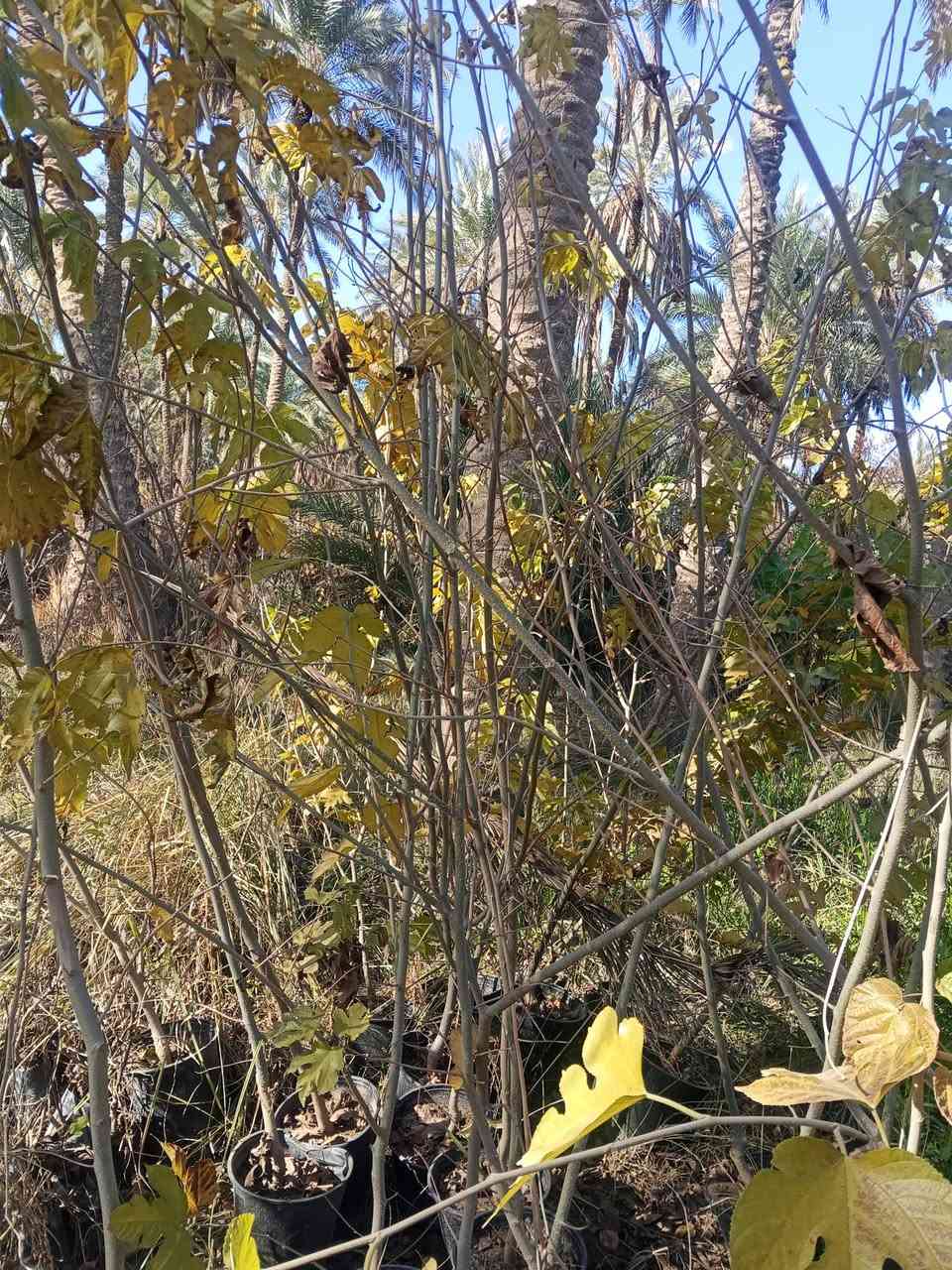 تكي كندي ارتفاع مترين إلى متر ونص 
🟥السعر 4000
🟥 عمر الأشجار 2 سنه
⬛️ ارتفاع الأشجار  متر و نص و مترين ونص 
⬛️الاول سنە یحمل
🟥 مناسبة للطقس البارد والحار والحار جدًا
⬛️ تنضج الثمار في الصیف و الخریف
🟥 تنمو أشجار تکي في جميع أنواع التربة

للحجز و الطلب
واتساب: ***********

 لدينا خدمة توصيل إلى جميع المناطق العراق كميه فقط 

عنواننا:  كربلاء قضاء الحسينيه منطقة الابراهيميه  #الجميع
