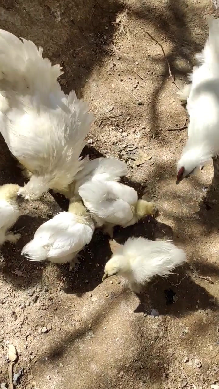 السلام عليكم 
دجاج سلكي🐓
 وكتاكيت 🐥و فروج للبيع 
سلكي ابيض اللون او يصيحوله قطني 
دجاج لحم ازرك او اسود يصيحوله 
دجاج صحه ونشاط فول خالي من الامراض 
مكاني نجف الاشرف الكوفه
 للتواصل خاص او الاتصال على الرقم ***********
