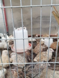 سمان مريعي • ذكور فقط • فلكة عبد الله الجبارة