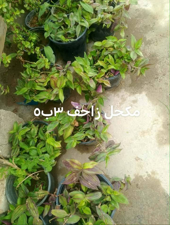 دمعه الطفل أحجام وسط يوجد توصيل داخل بغداد بعض المناطق 🚘🌿🌿🌿🌿🍀


**إذا كنت صاحب هذا الإعلان وتريد حذفه لأي سبب، رجاءا أرسل رسالة إلى الدعم الفني**