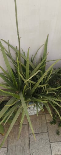 شتلات • نباتات • حديقة