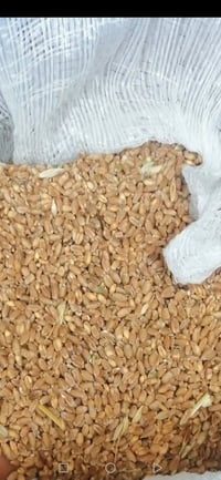 حنطة • درجة أولى • علف دجاج وغنم
