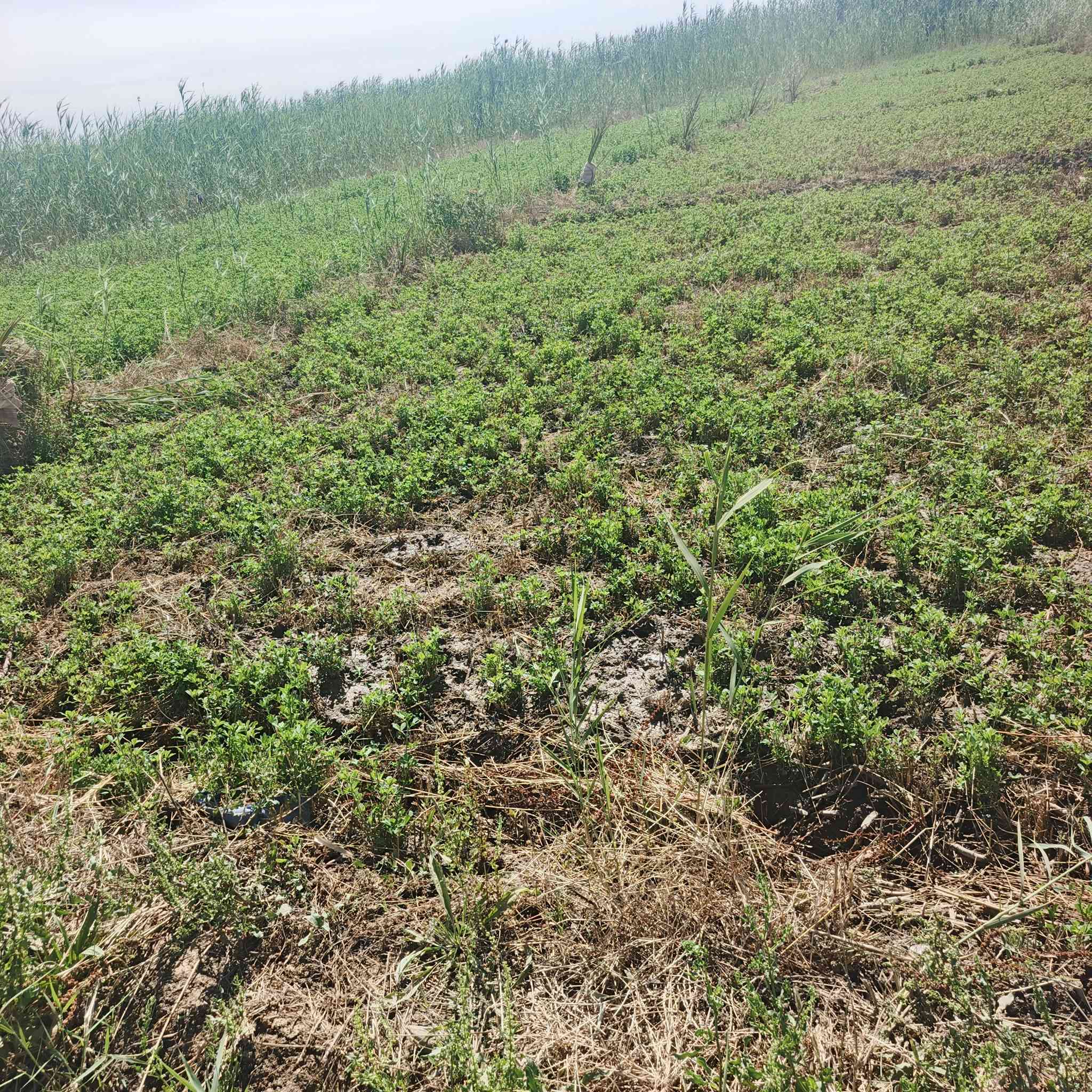 دونم للبيع مساحة واجهيه ٢٥ونزال ١٠٤ يبعد ٨٠٠متر عن جسر قرب بستان حسين ناصر ***********,,***********
