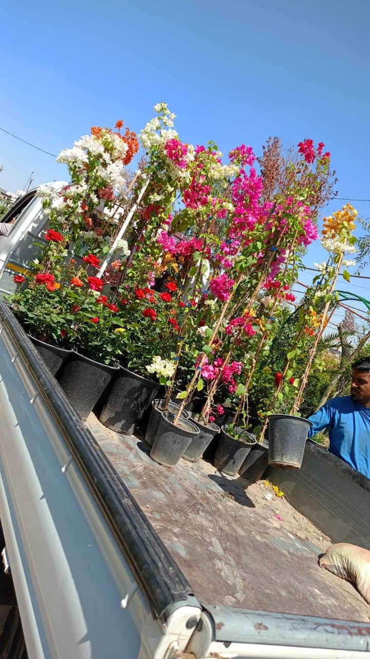 السلام عليكم ورحمة الله وبركاته 🤍
اني عندي مشتل بغداد حي الجهاد وعندي كادر لعمل الحدائق المنزليه والادامة ايضاً هذا جزء من عمل الكادر مالتي في مجمع البدور عمل الحديقة يتضمن :
١-مكافحة مجانية للارضة والحشرات 🪱🪳
٢-هدية من المشتل نوعيتين زرع🪴💐
٣-اول عمليه ادامة ومتابعه بعد العمل تكون مجانية 🪏🪜
العمل يتضمن:
١- فحص التربه وتهيئتها للزراعه  
٢-وضع الاسمدة اللازمة حسب النبات 
٣-زراعة النباتات 
٤-عمل لاين حسب طلب الزبون ديكور او زرع طبيعي
٥-زراعه الثيل حسب بيئة الحديقه ووضع الاسمده اللازمة ايضاً
للاستفسار التواصل خاص او على الرقم :***********
