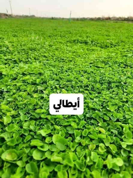 باسعار ثيل ديالى الطبيعي 🏡
أهلاً بكم في مجموعه مزارع ديالى لثيل الهندي الطبيعي 🌿🌱
 نقدم لكم افضل انوع الثيل الطبيعي عالي الجوده يتحمل كافه الضروف البيئية.🌦️🌞
دائم الخضرة🌿🌳 وباسعار تنافسيه ☘️❤️
#مستعدون لتجهيز وفرش الحدائق🏡 ودوائر الدولة🏡والمنازل🏡🏡
و تجهيز الملاعب🏟️ والمنتزهات الجودة العالية في العمل👷👷

مع خدمة التوصيل خلال24ساعه🚛🚛
الاسعار 💵💸 تختلف حسب الكمية 
للاستفسار الاتصال على : 
او التواصل مع الصفحه عن طريق ارسال رسالة على الوتساب ‏‪***********
