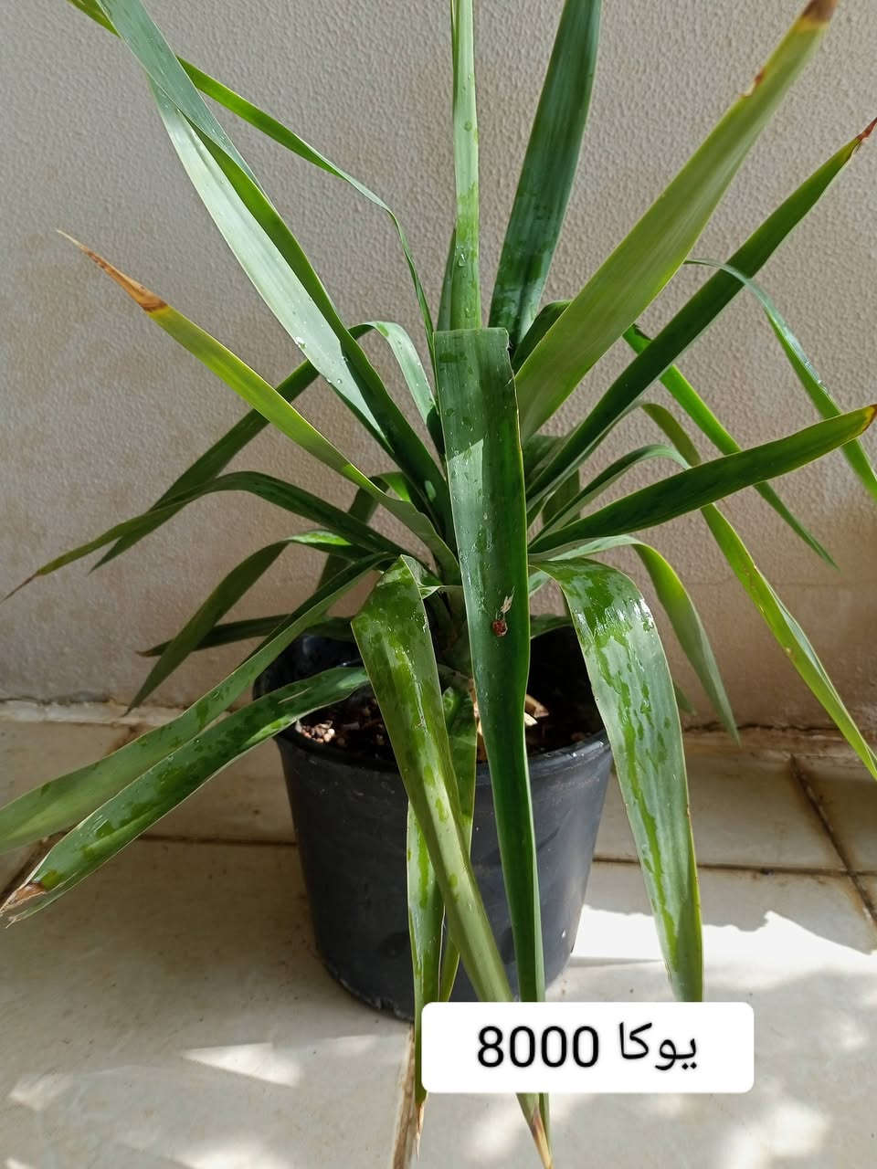 السلام عليكم نباتات زينة طبيعية، توصيل الف دينار، للطلب يرجى مراسلة الصفحة


**إذا كنت صاحب هذا الإعلان وتريد حذفه لأي سبب، رجاءا أرسل رسالة إلى الدعم الفني**