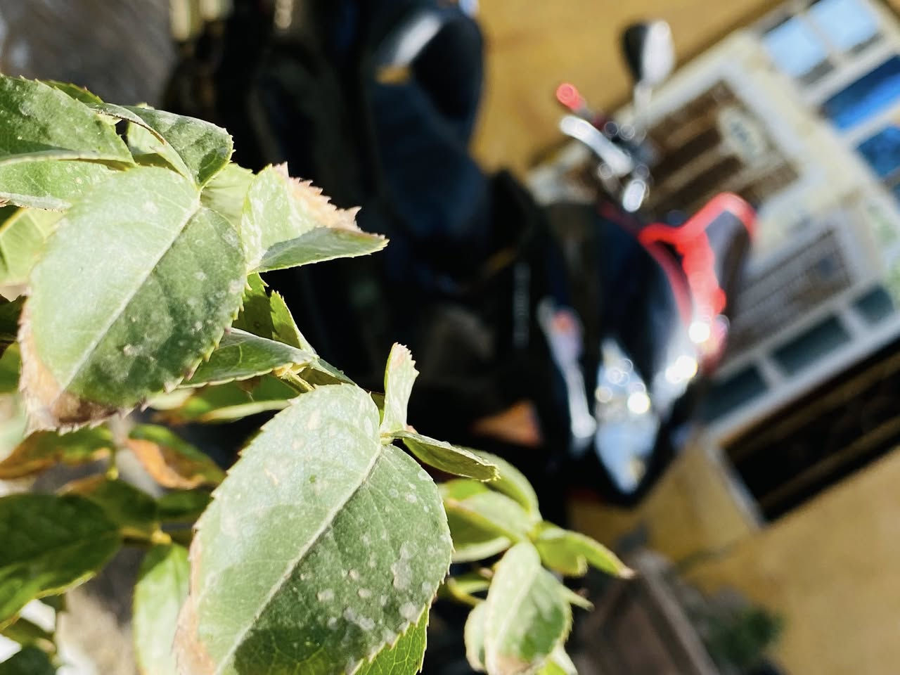 لبيع 800


**إذا كنت صاحب هذا الإعلان وتريد حذفه لأي سبب، رجاءا أرسل رسالة إلى الدعم الفني**