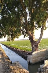 جايبلك عرض ابد ميضيع ✅ 5 دونم السعر الكلي ٤٠ مليون وصنف الأرض طابو زرا...