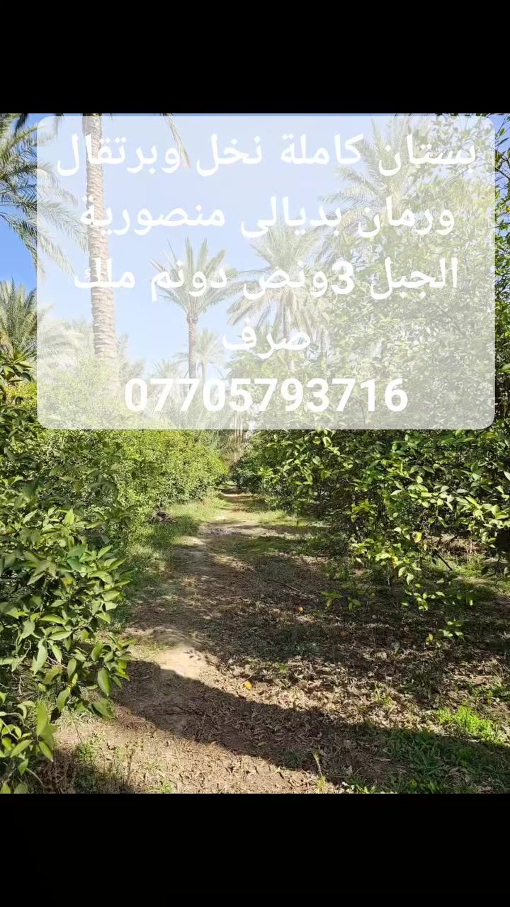 بستان طابو صرف ثلاث دوانم ونصف كافة الخدمات الموقع ديالى  المنصورية الجبل معاها بيت مشتمل 
***********
