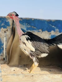 فروجات • ٥دجاجات • بصرة كرنه