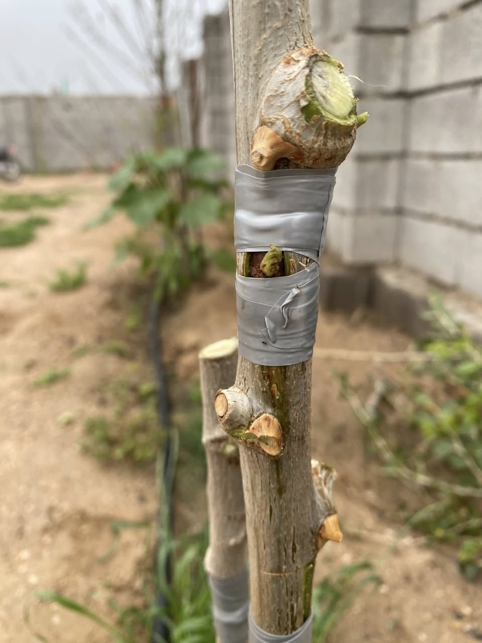 تحية طيبة

مع حلول موسم تطعيم (تركيب)أشجار السدر مستعدون لتركيب

كافه انواع السدر كبار وصغار( اقلام وعيون )

ويتوفر لدينا كافة أنواع النبگ

داخل البصرة للتواصل وواتساب 

 ***********
