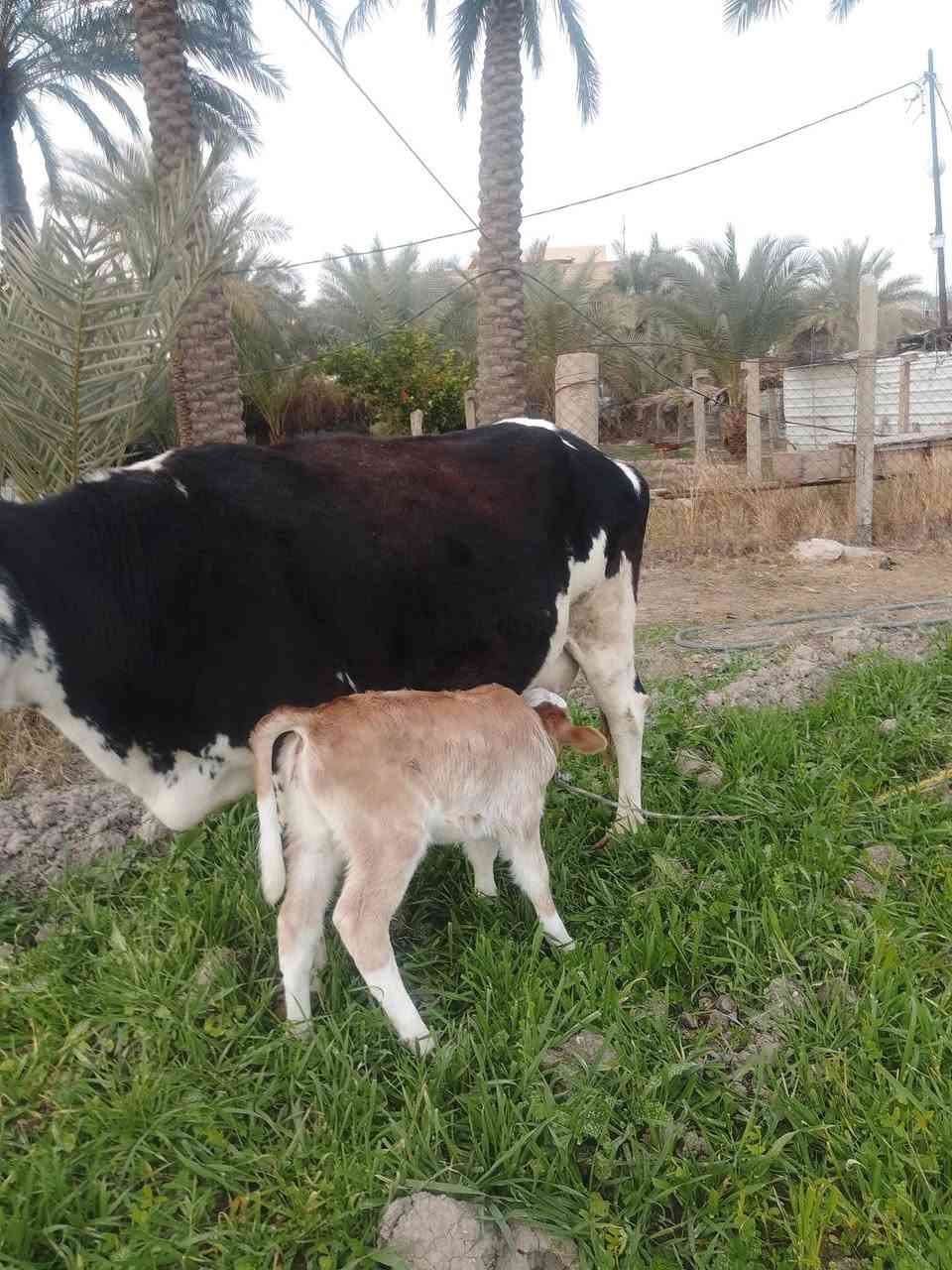 يالله سلام عليكم اخوان هايشه سمتال مطفله وره بجر سمتال دابه خشنه صاحبه ضرع وماعون وينهم عشاق النوادي مكفوله من كلشي دابه عملاقة شرط الجني وبيته شرط سمتال ثالث بطن المكان بغداد التاجي الخاص مفتوح رقم الهاتف ***********. الشراي بي خير ويدلل
