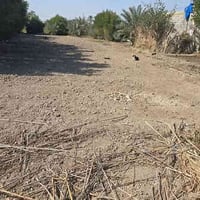 أرض زراعية • أم حكروص • ٩٥٠م