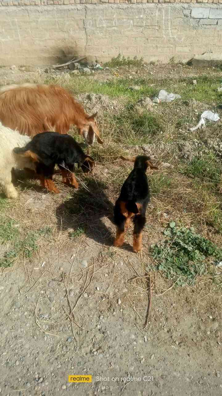 للبيع عنز وراها توم فحل ونثية للاستفسار الاتصال على ***********
