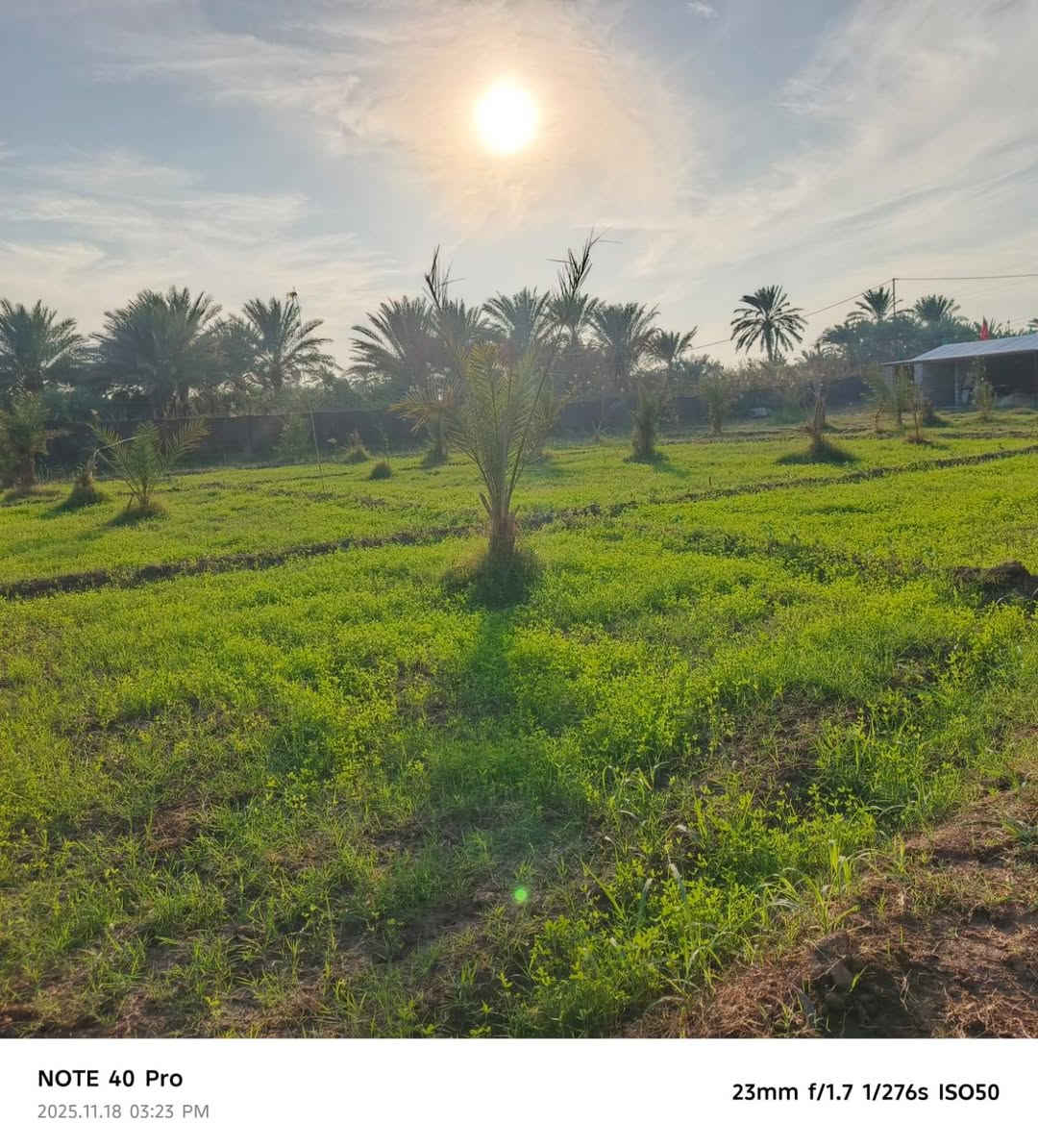 بستان للبيع ٢ دونم طابو سند ٢٥ عزيزيه برينج الكطع طريق الزوار بداية الكطع وجه على التبليط ماء سقي من الشط مباشر وكهرباء وماء اساله للاستفسار ***********
