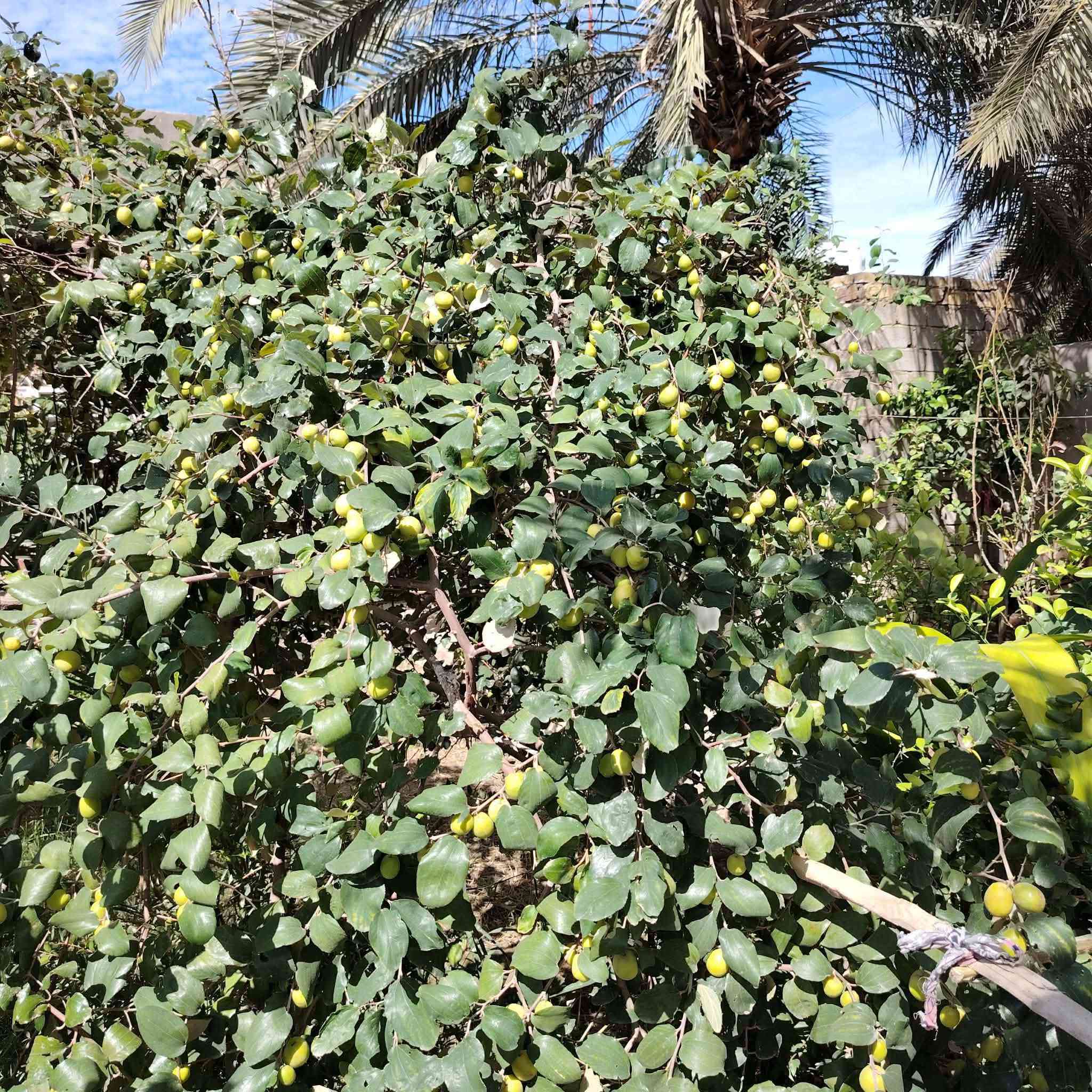 بستان 3 دوانم
مزروع عنب وتين ومشمش ورمان وتكي ونبك مطعم 
مع زراعة نخيل حديثة بأنواعه 
مع بيت مساحته 400 متر 5 غرف نوم واستقبال ومطبخ وصالة 
 
للبيع في ناحية  العباسية طبر سيد جواد للتفاصيل الاتصال على الرقم ***********
