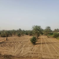 ٥ دونم • ٧٠ نخيل • قضاء العزيزيه