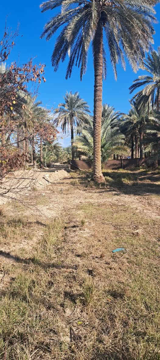 قطعة أرض مميزة للبيع – فرصة استثمارية 🟢
📐 المساحة:
🔹 ألف (1000) متر مربع
📍 الموقع:
📌 كربلاء – طريق بغداد
📌 قرب جامعة وارث الأنبياء
📌 قريب من مدينة سيد الأوصياء
📌 عامود 135
📏 الأبعاد:
🔸 الواجهة: 44 متر
🔸 النزال: 25 متر
🛣 الشارع:
🚧 تبليط كله 
🚧 المتبقي ٣٥ ترابي 
💰 السعر:
١٩٠مليون دينار عراقي
🔻 قابل للتفاوض الجدي
📲 للتواصل والاستفسار:
📞 ***********
💬 واتساب متوفر
🔔 الأرض مناسبة للسكن أو الاستثمار
🔔 موقع حيوي وقريب من أهم المعالم
