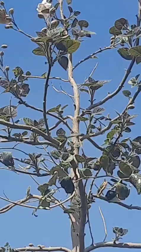 🌳 قريباً في مشتل الشاهين الزراعي 🌳

شتلات شجرة البولونيا صنف SH01 المتميزة ستكون متوفرة قريباً بإذن الله.

هذا الصنف من أفضل أصناف البولونيا التي أثبتت نجاحها وتحملها للظروف الحارة في العراق بعد التجربة، وهو مناسب للزراعة في الحدائق والمزارع والمشاريع الاستثمارية.

✨ مميزات بولونيا SH01:
✔ نمو سريع جداً مقارنة بمعظم الأشجار
✔ تتحمل الحرارة والظروف البيئية القاسية
✔ أوراق كبيرة تساعد على امتصاص ثاني أوكسيد الكربون وتنقية الهواء
✔ خشب عالي الجودة وخفيف الوزن يدخل في صناعات عديدة
✔ شجرة ظل ممتازة وتعطي منظراً جمالياً رائعاً

🌱 الشتلات ستكون متوفرة قريباً بكميات محدودة، لذلك ندعو الراغبين بالحجز المسبق إلى التواصل معنا.

📍 مشتل الشاهين الزراعي
الفرع الأول: بغداد – الدورة، الشارع المقابل لعلوة الرشيد قرب شركة دجلة للمشروبات الغازية خلف منطقة أبو دشير
📞 ***********

الفرع الثاني: بغداد – أبو غريب، خلف بانزين خانة جوهرة العدنان
📞 ***********

🌿 مشتل الشاهين الزراعي – ثقة وجودة في الشتلات المميزة.
للحجز أو الاستعلام مراسله الصفحه أو الاتصال بالأرقام بالمنشور
