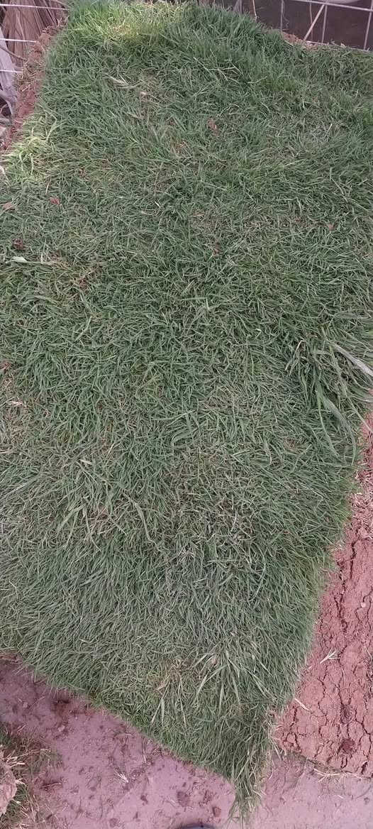 توفر في مشتل ابو علي الفراجي الثيل الهندي الدرجه الاولى مال ديالى 
المتر  ب2500دينار 

العنوان : بغداد /سلمان باك / قرب جامع سعد /شارع الحدادين 🤍

مشتل ابو علي الفراجي يرحب بالجميع 🤍


**إذا كنت صاحب هذا الإعلان وتريد حذفه لأي سبب، رجاءا أرسل رسالة إلى الدعم الفني**