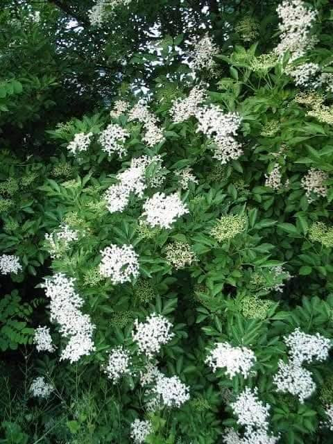 شجرة البيلسان

- وصفه: نبات شجري من فصيلة البيلسانيات، يصل ارتفاع الشجرة من 2 ـ 5 أمتار، ساقها عمودية منتصبة، وأوراقها مسننة شكلها مثل الحربة تنتهي برأس دقيق. ويعرف البيلسان بخزانة الأدوية الطبيعية وهو نبات شجري معمر جميل المنظر له أزهار كثة صفراء اللون أو بيضاء أو وردية تفوح منها رائحة اللوز المر، أما الثمار فكروية صغيرة وسوداء ثلاثية البذور.

- اسماؤه: يعرف النبات بعدة أسماء : بلسان - بلسم مكة - بشام (اليمن)  - خشبها أو عودها، ثمر البلسان أو حب البلسان ، ويسمى المنشم ، بشام (أبو شام ) 

- الموطن الأصلي للنبات: أوروبا، ويزدهر نموه في الغابات والأراضي البور، ويوجد حالياً في معظم البلدان المعتدلة، وغالباً ما يزرع حيث ينبت من الفسائل.

- فوائد الأزهار: أزهار البيلسان تزيد في العرق ومدرة للبول ومضادة للالتهابات. وتستخدم الأزهار ضد الحصبة 

- ماذا قال الطب القديم عن البيلسان؟

- وقال ابن سينا: "البيلسان شجرة مصرية لجلو الغشاوة دهاناً"، أما عوده وحبه فينفعان من الربو وضيق التنفس ووجع الرئة. ينفع حبه من ذات الرئة الباردة، وينفع الهضم، وينقي المعدة، ويقوي الكبد، ويدر البول، وينفع المفصل، ويقاوم السموم".

- وقال ابن البيطار: "البيلسان نافع للأحشاء المريضة، وعرق النسا، والرئة وضيق التنفس، وضيق الهضم، وهو ينقي المعدة ويقوي الكبد". والبيلسان معتدل نافع من سائر الأمراض كالصداع والربو والسعال وضعف المعدة والكبد.

- وماذا قال عنه الطب الحديث؟
لقد أثبتت الأبحاث أن أزهار البيلسان تخفض الالتهابات، ويستخدم البيلسان ضد الزكام والسعال، وتعتبر الأزهار مثالية لعلاج الزكام والانفلونزا. كما أن المغلي له تأثير مرخ للجسم، ومخفض للحمى، كما أن الأزهار تقوي البطانات المخاطية للأنف، والحلق فتزيد مقاومتها للعدوى البكتيرية. وتوصف الأزهار للنزلة ولعدوى الأذن.

كما يستعمل البيلسان لعلاج حالات عسر البول حيث تستخدم الأوراق أو القشور كمشروب مدر للبول، ومطهر للأمعاء، كما يساعد على إفراز العرق.

والبيلسان يستعمل خارجياً لعلاج القروح الجلدية والتهابات البشرة حيث تستخدم الأزهار المجففة لعمل محلول يستعمل على هيئة غسول. كما تستخدم المادة الراتنجية (الصمغية) المستخرجة من سيقان النبات كمادة مطهرة للجروح. أما زيت البيلسان فيستخدم كدهان للتدليك الموضعي على الأماكن الملتهبة.

أما الثمار فتستخدم على هيئة منقوع لعلاج الرشوهات ولتخفيف الوزن وبعض الاضطرابات العصبية مثل الأرق، والصداع النصفي (الشقيقة). كما يستعمل عصير الثمار للروماتزم

* شجرة البشام إذا جرح غصنها فإنه يظهر منه مادة لزجة تنقط ببطئ شديد، وهى مادة ذات رائحة عطرة ونافذة وتجمع بقوارير صغيرة وتباع عند العطارين ولها فوائد كثيرة منها:

1- ثمر الشجرة يسمى حب البيلسان يقوي المعدة ويهضم.
2- دهن البيلسان نافع في الأمراض الباردة دهناً، والمراد بالباردة مثل الروماتيزم، الفالج، اللقوة وغيرها.
3- حبه ينفع من ضيق النفس وذلك بغليه وشربه ، وكذلك يدر البول والحيض.
4- دهن البيلسان يفتت الحصى شرباً مع شراب الشعير أو مع البقدونس.
5- دهنه مع الحليب مقوي للباه.
6- أغصانه تغلى وتشرب مثل الشاي محلاة هاضمة ومقوية للمعدة.
7- قشرة الشجرة الخارجية يؤخذ منها من 1-2 جرام مع 5 جم من ورق الجوافة ويغلى ويشرب، نافع جداً من الربو وضيق النفس.
8- البيلسان أو البشام من أهم مكونات جوارش جالينوس وهو مركب مشهور في الطب اليوناني ويستخدم لتقوية المعدة والهضم متوفر شتلاتها  الان  ............
..........
متوفر الان شتلاتها  السعر ١٠ بداية تزهير 
العنوان  : بغداد الداوودي شارع هيل وزعفران خلف ثانوية الفضيلة 
واتساب ***********    يوجد توصيل بغداد فقط
