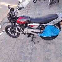 بوكسر جبلي • مرقم • كفاله