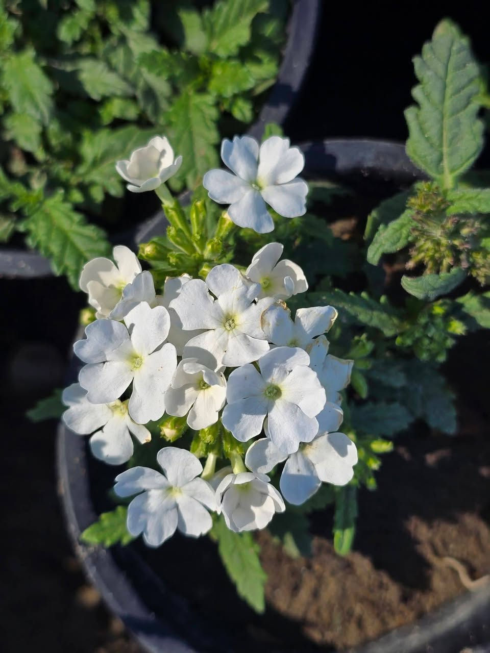 متوفر جميع انواع الورود الموسميه والدائميه 🌹🌷


**إذا كنت صاحب هذا الإعلان وتريد حذفه لأي سبب، رجاءا أرسل رسالة إلى الدعم الفني**