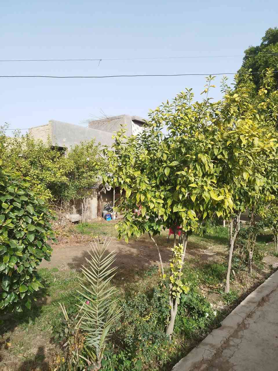 دونم طابو زراعي سند منفرد فورا مداور مع دار للبيع بناء 300 م واكثر اربع غرف نوم مطبخ حمام  تواليت صاله استقبال عكاده وكونكريت نضيف ساكنين بي كبير جدا حديقه مقدمه الدار 200 م بستان يحوي 50 نخله نشو مع تال ومكتوم كم وحده 100 حمضيات مع تين واجهه 17 م على شارع عام مقابل مدرسه العقيده فرع مبلط رئيسي 50 م تقريبا اسواق مجمع طبي مدارس كهرباء طوارئ ماء فول ساحه مقدمه دار مع تبليط الطبر السهر 110مليون مع المجال يرهم مراوس بيت طابقين اربع غرف نوم حديث موقع منتاز كربلاء المقدسه او طوريج للتواصل مع مكتب الجراح للعقار جمعيه طوريج ***********
