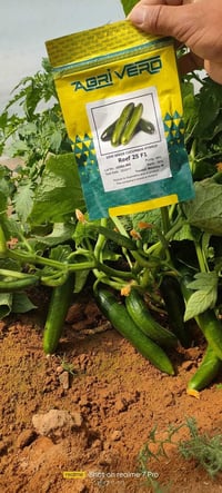 خيار ريف 25 • مقاوم للأمراض • إنتاج وفير