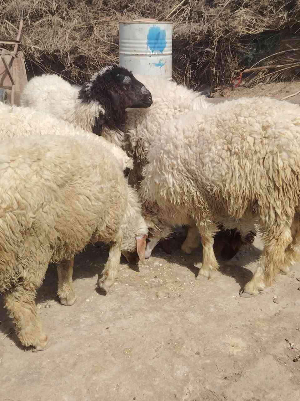 طليان عدد خمسه ذكوره
طليان خشنات وسمان خير من الله 
نضاف مال برر 
مكان ناصريه سيد دخيل 
سعر الواحد 310 
الشراي يتصل ***********
