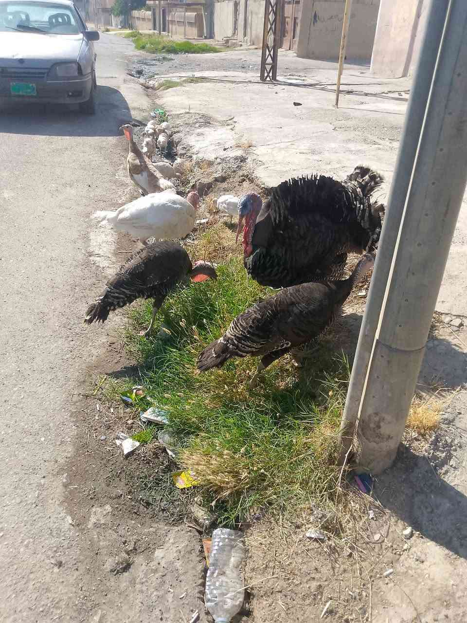 علو هولندي للبيع عنوان طريق مستشفى العام مقابل دكتوره ولاء اي ***********
