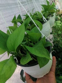 نباتات داخلية • عروض يومية • توصيل
