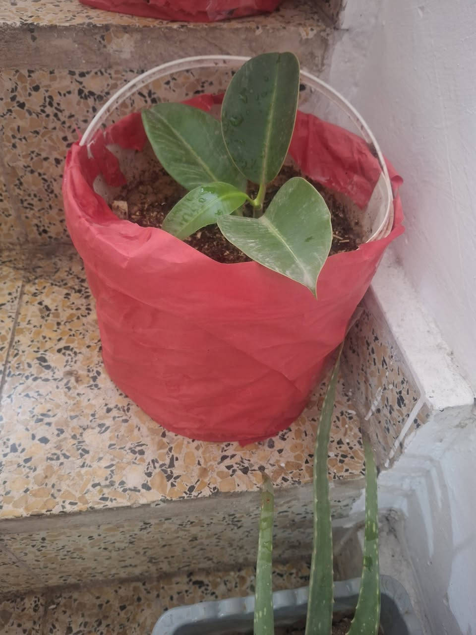 مرحبااااااا  ..
اي زريعة  5000 
***********
