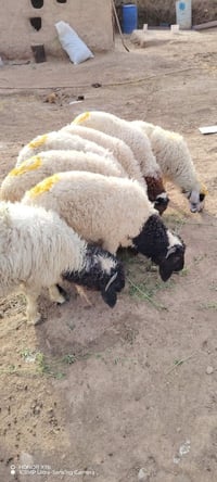 ٦ طليان • خشنات • ناصريه سيد دخيل