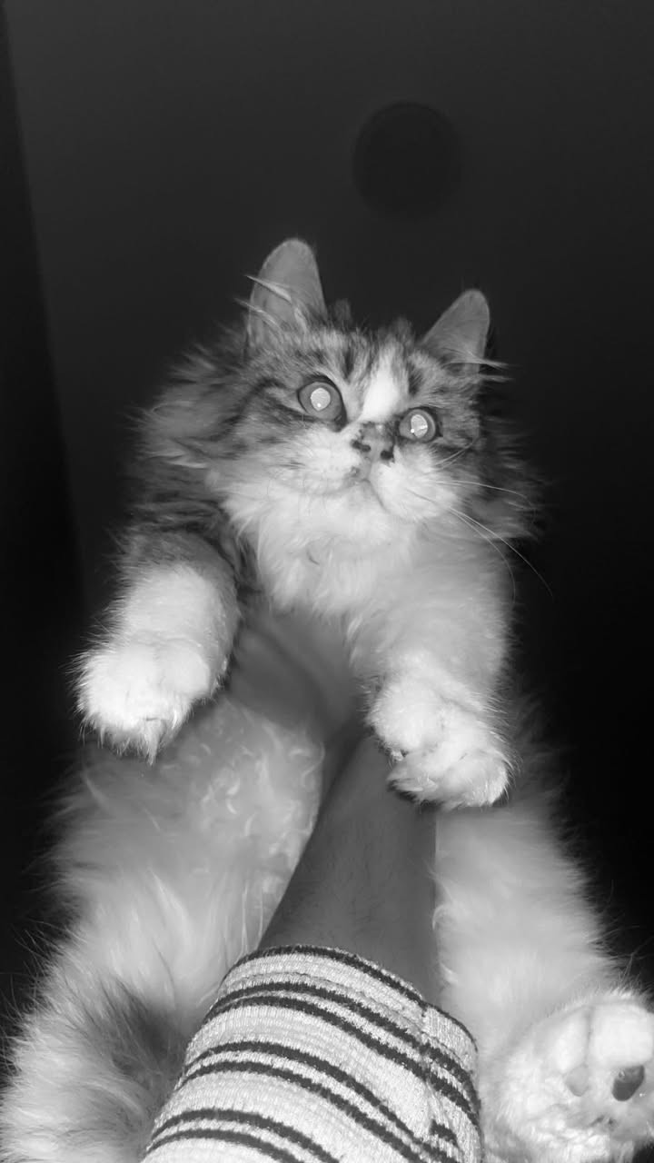 بزونه شيرازي للبيع نضيفه مال بيت  سعر ٨٠الف وبيه مجال وياهة هديه طوق و كيلو دراي فود و حوض مال رمل 
العنوان فلوجة مجمع الجنائن 
الرقم***********
