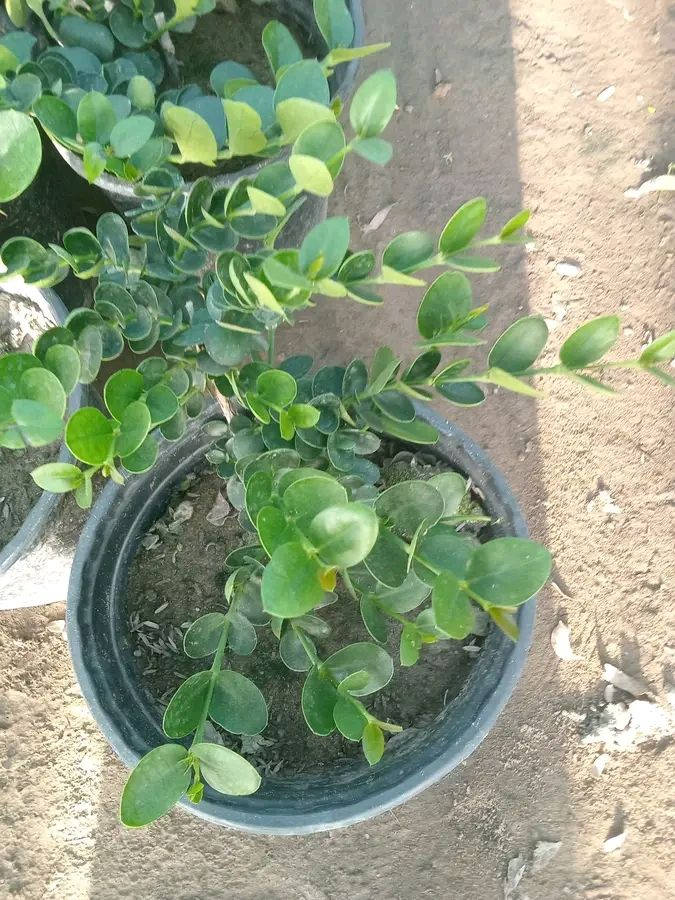 وجبه جديدة كل 3سنادين ب5
كاريزيا 3سنادين ب5 
شوكه المسيح 3سنادين ب5 
بنفسج 3سنادين ب5 
دمعه الطفل 3سنادين ب5 
التوصيل داخل بغداد فقط 
للطلب*********** واتساب
