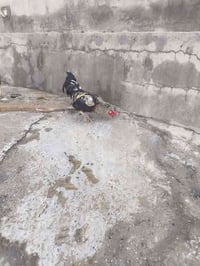 ديوكة عرب • كيلوين ونص • الشرقاط