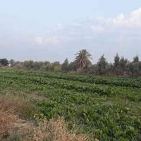 طابو زراعي • خلف جامعه بابل • ٢٥ دونم
