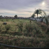 ٢٥٠٠م • طابو زراعي • طريق حله نجف