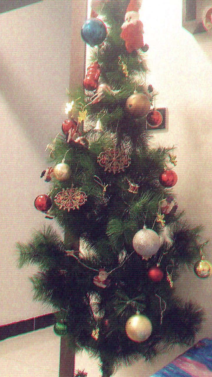 شجره للبيع مكانه الحريه الثالثه بغداد ***********
