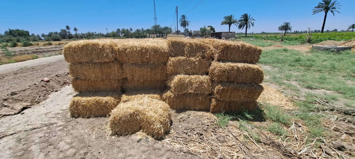يوجد لدينا  كبس شعير   سعر الكبسه ب 2000دينار ‏‪***********‬‏ بغداد اليوسفيه العدد 126
