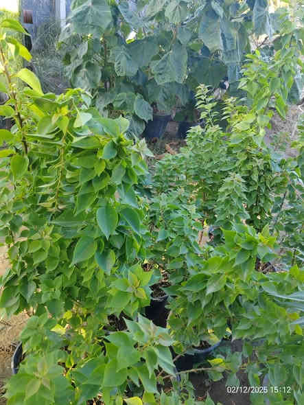 شجرة الجهنمية القَـزَمة الشجيرية – ديكور حدائق رائع بسعر 5000 فقط! 🌿

هل تريد نبتة قوية، مزهرة، وتضيف جمال فوري لحديقتك أو مدخل البيت؟
الجهنمية القزمة الشجيرية خيارك المثالي!

✨ المميزات:

🌸 إزهار غزير وطويل يستمر أغلب أشهر السنة.

🌿 نمو شجيري قَصير مناسب للأحواض، مداخل البيوت، والحدائق الصغيرة.

☀️ عاشقة للشمس وتتحمل الحرارة العالية جدًا.

💧 قليلة المتطلبات: لا تحتاج سقي كثير وتعيش بسهولة.

🎨 ألوان اصفر جميل و تضيف لمسة زينة مميزة.

💪 نبتة قوية وسريعة التكيف مع أجواء العراق.

💵 السعر: فقط 5000 دينار

للتواصل (*********** /***********)

 موقع المشتل ( الحساوية مجاور ملعب الشعب)

وقت العمل العصر فقط من الساعة 3 الى اذان المغرب
بأدارة محمد عماد 
📍
