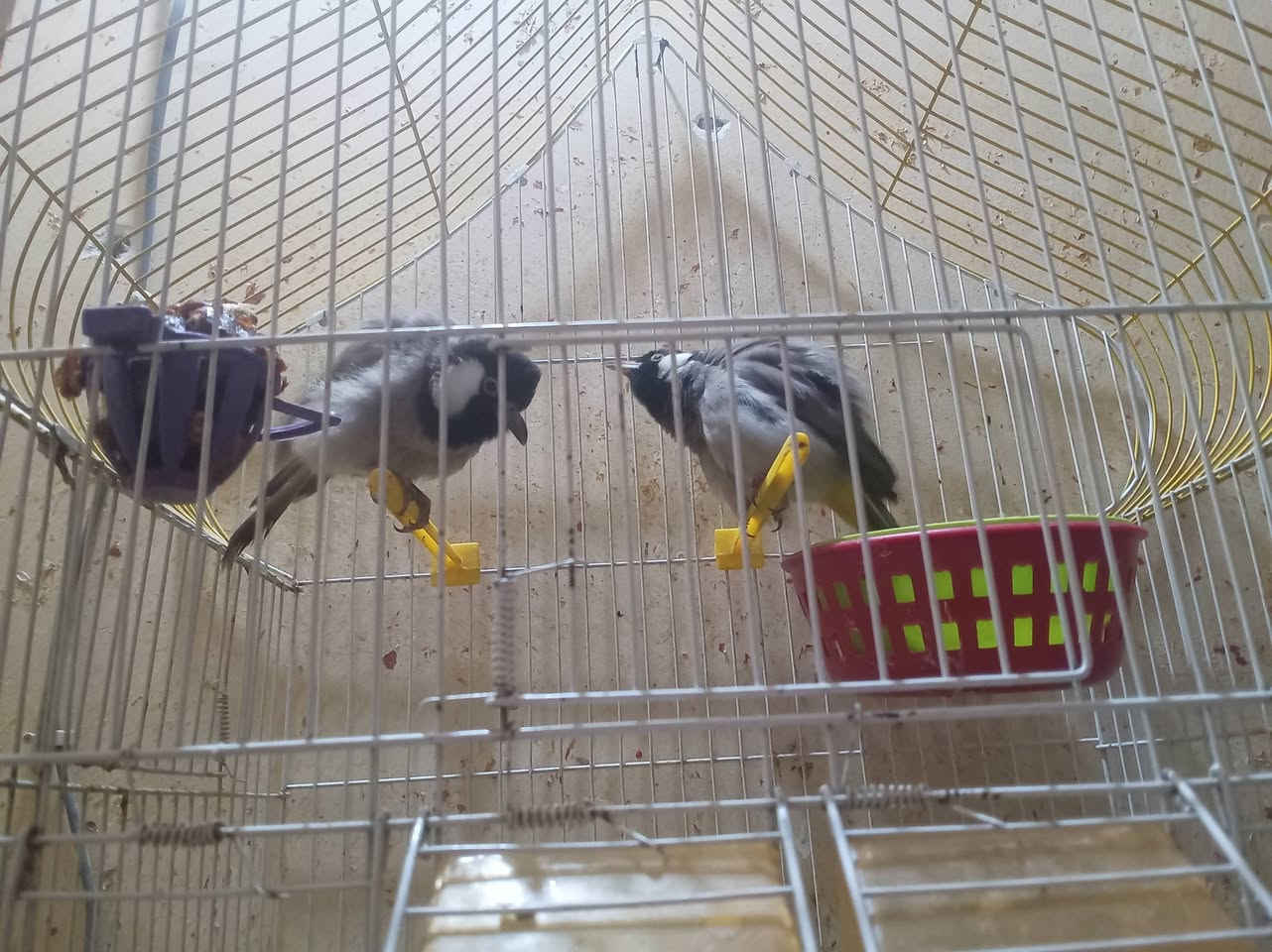 بلبل لبيع فحل ونثيه السعر ١٥٠  العنوان ديوانيه شارع ٣٠ يم جامع زين العابدي


**إذا كنت صاحب هذا الإعلان وتريد حذفه لأي سبب، رجاءا أرسل رسالة إلى الدعم الفني**