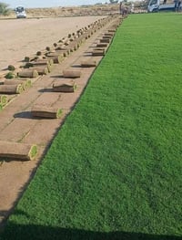 ثيل هندي • درجة أولى • توصيل محافظات