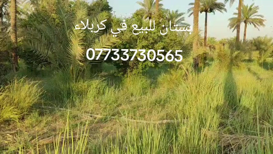بستان دونمين للبيع في كربلاء منطقه الحسينيه شارع البو غانم  البستان تبعد عن شارع التبليط حدود 400 متر يبعد عن الامام ع    15 كيلو   تفاصيل اكثر  *********** *********** ***********  يوجد واتساب
